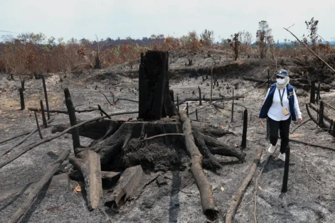 
					Ancaman Karhutla di Bukit Soeharto: Hutan Konservasi Terbakar di Tengah El Nino