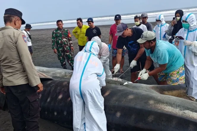 
					Hiu Paus Berukuran Delapan Meter Terdampar dan Mati di Pesisir Jembrana