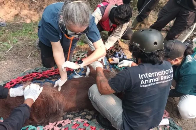 
					Tragedi Kematian Sempurna: Dampak Nyata Karhutla terhadap Kelangsungan Hidup Orangutan Kalimantan