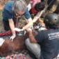 Tragedi Kematian Sempurna: Dampak Nyata Karhutla terhadap Kelangsungan Hidup Orangutan Kalimantan