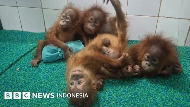 
					Misteri Penemuan Lima Bayi Orang Utan di Hutan India, Diduga Korban Penyelundupan Satwa