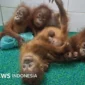 Misteri Penemuan Lima Bayi Orang Utan di Hutan India, Diduga Korban Penyelundupan Satwa