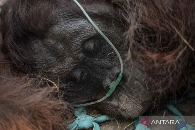 
					Tragedi Sempurna: Ancaman Mematikan Kabut Asap Karhutla bagi Orangutan Kalimantan
