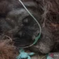 Tragedi Sempurna: Ancaman Mematikan Kabut Asap Karhutla bagi Orangutan Kalimantan