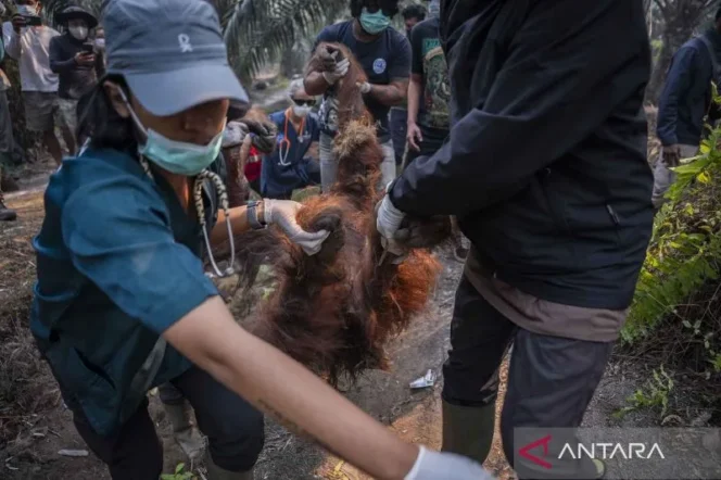 
					Dampak Mematikan Karhutla bagi Orangutan: Belajar dari Kisah Pilu Sempurna di Kalimantan