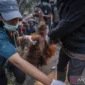 Dampak Mematikan Karhutla bagi Orangutan: Belajar dari Kisah Pilu Sempurna di Kalimantan