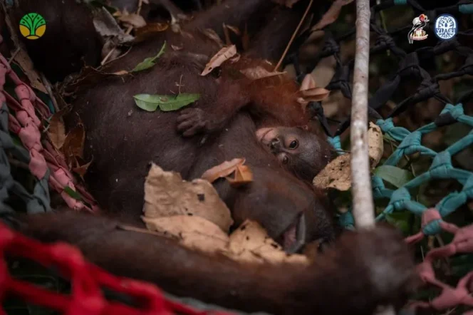 
					Mengintip Rutinitas Harian Orangutan di Hutan Kalimantan dan Pentingnya Peran Induk