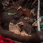 Mengintip Rutinitas Harian Orangutan di Hutan Kalimantan dan Pentingnya Peran Induk
