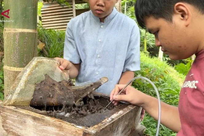 
					Budidaya Lebah Kelulut Jadi Ruang Kemandirian Anak Disabilitas di Sawahlunto