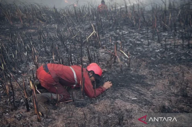 
					Rangkuman Peristiwa Nasional: Dari Penanganan Banjir Solok hingga Upaya Pencegahan Karhutla